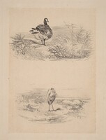 Oie, Heron