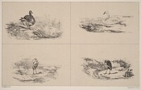 Oies, Cygnes, herons