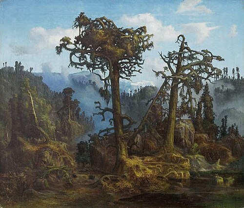 Old Pine Trees