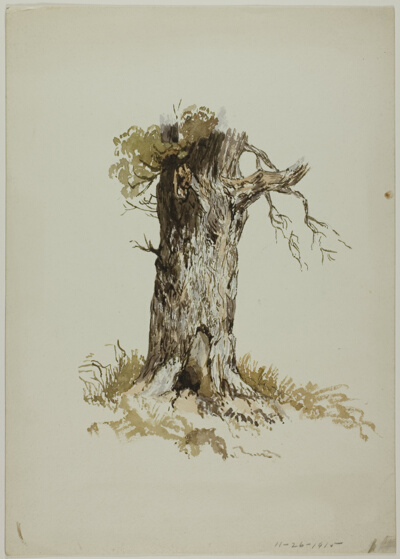 Old Tree Trunk (recto); Old Tree Trunk (verso)
