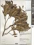 Olea lancea Lam.