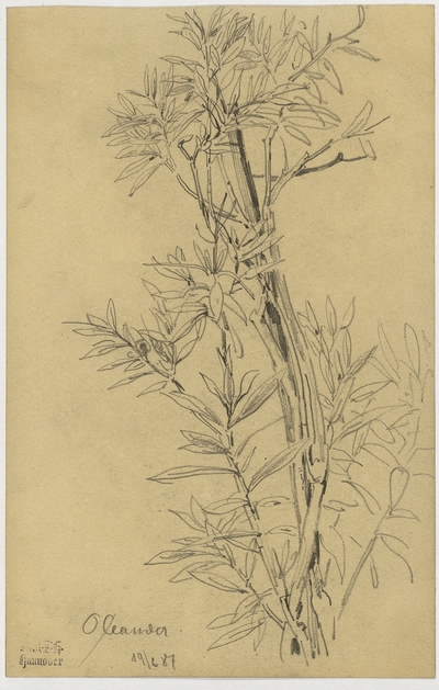 Oleander, Strauch