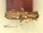Olenecamptus similis