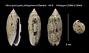 Oliva episcopalis philippinensis