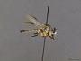 Ommatius ouachitensis