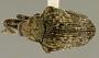 Omogonia ruficornis