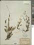 Omphalodes nitida Hoffmanns. & Link