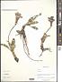 Omphalogramma sp.