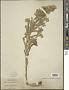 Onosma echioides L.