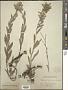 Onosma sericea Willd.