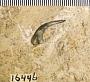 Onychodus sigmoides Newberry