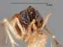 Ooencyrtus chrysopae