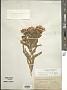Oonopsis foliosa Greene