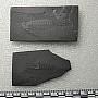 Opabinia regalis Walcott