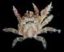 Opecarcinus crescentus