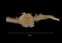Ophiacantha vivipara
