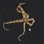 Ophiactis sp.
