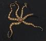 Ophiactis sp.