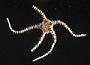 Ophioconis permixta