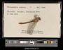Ophiogomphus severus