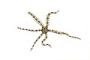 Ophiuroidea
