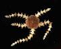 Ophiuroidea