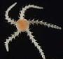 Ophiuroidea