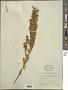 Ophryosporus triangularis Meyen