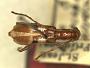 Ophtalmoplon inerme