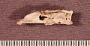 Opsanus sp