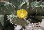 Opuntia sp.