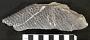Oracanthus triangularis Eastman