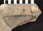 Oracanthus triangularis Eastman