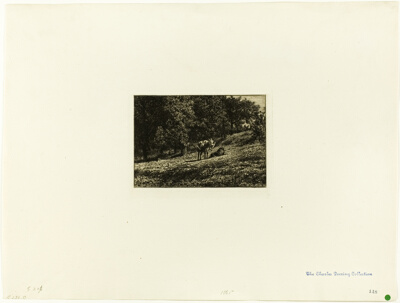 Orchard