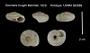 Oreohelix houghi
