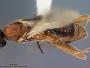 Orgilus absonus