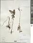 Origanum sp.