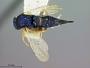 Ormyrus dryorhizoxeni