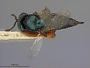 Ormyrus ventricosus