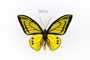 Ornithoptera goliath