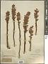 Orobanche sp.