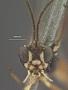 Oronotus albomaculatus