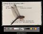 Orthemis discolor