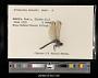 Orthetrum abbotti