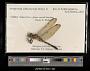 Orthetrum albistylum