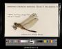 Orthetrum albistylum speciosum