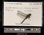 Orthetrum glaucum