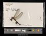 Orthetrum julia