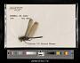 Orthetrum julia