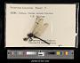 Orthetrum luzonicum